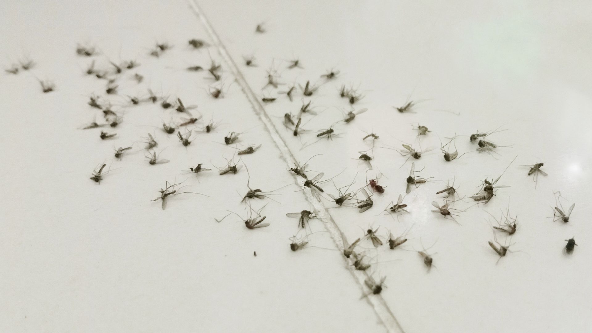 Dead mosquitoes scattered