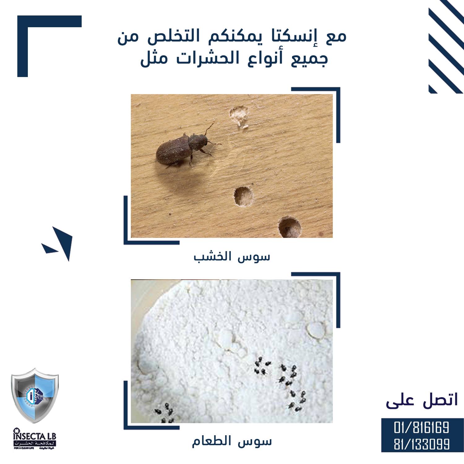 Advertisement for insect pest control, showing images of wood-boring insects and food pests, with contact information.
