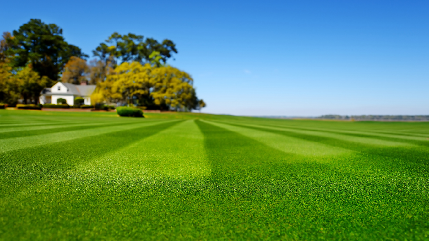 Striped green lawn with house and trees under a clear blue sky.