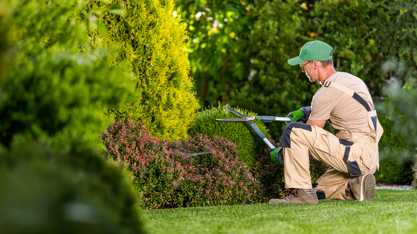 Gardener trimming a bush with hedge shears in a sunny yard.