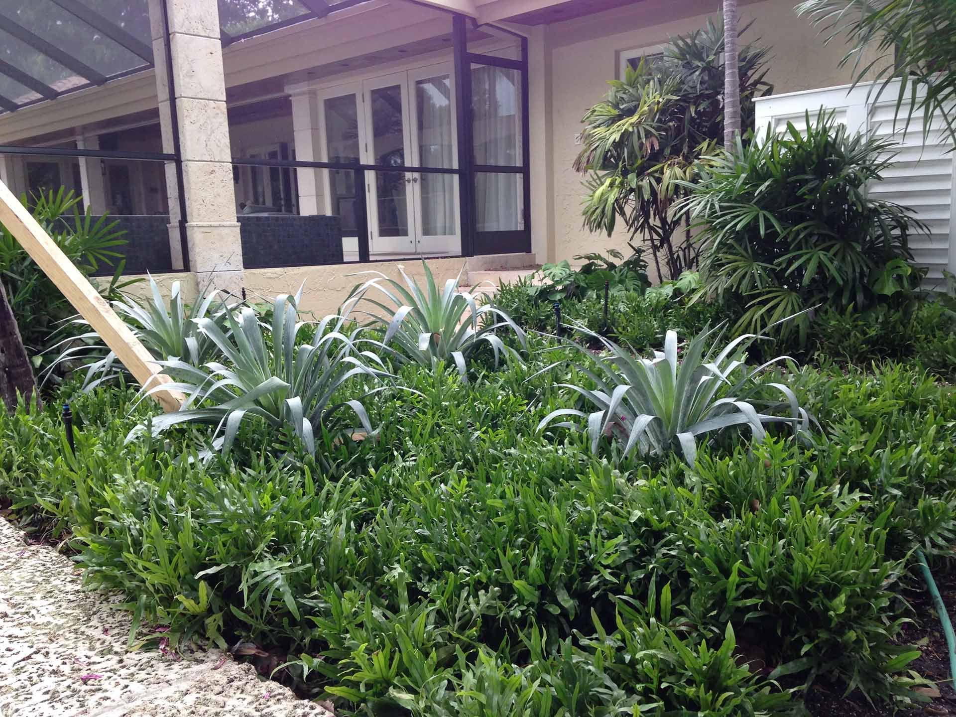 Garden bed with spiky plants and green bushes in front of a house
