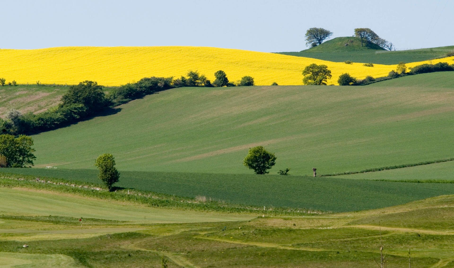 Et grønt felt med et gult felt i baggrunden