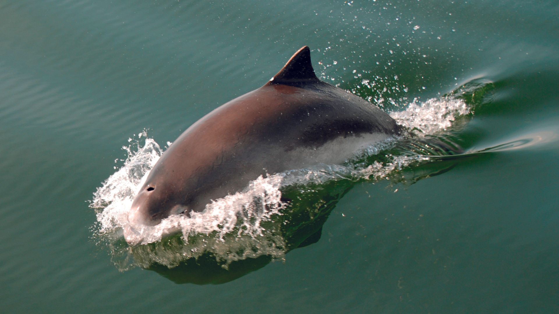 En delfin svømmer i havet.