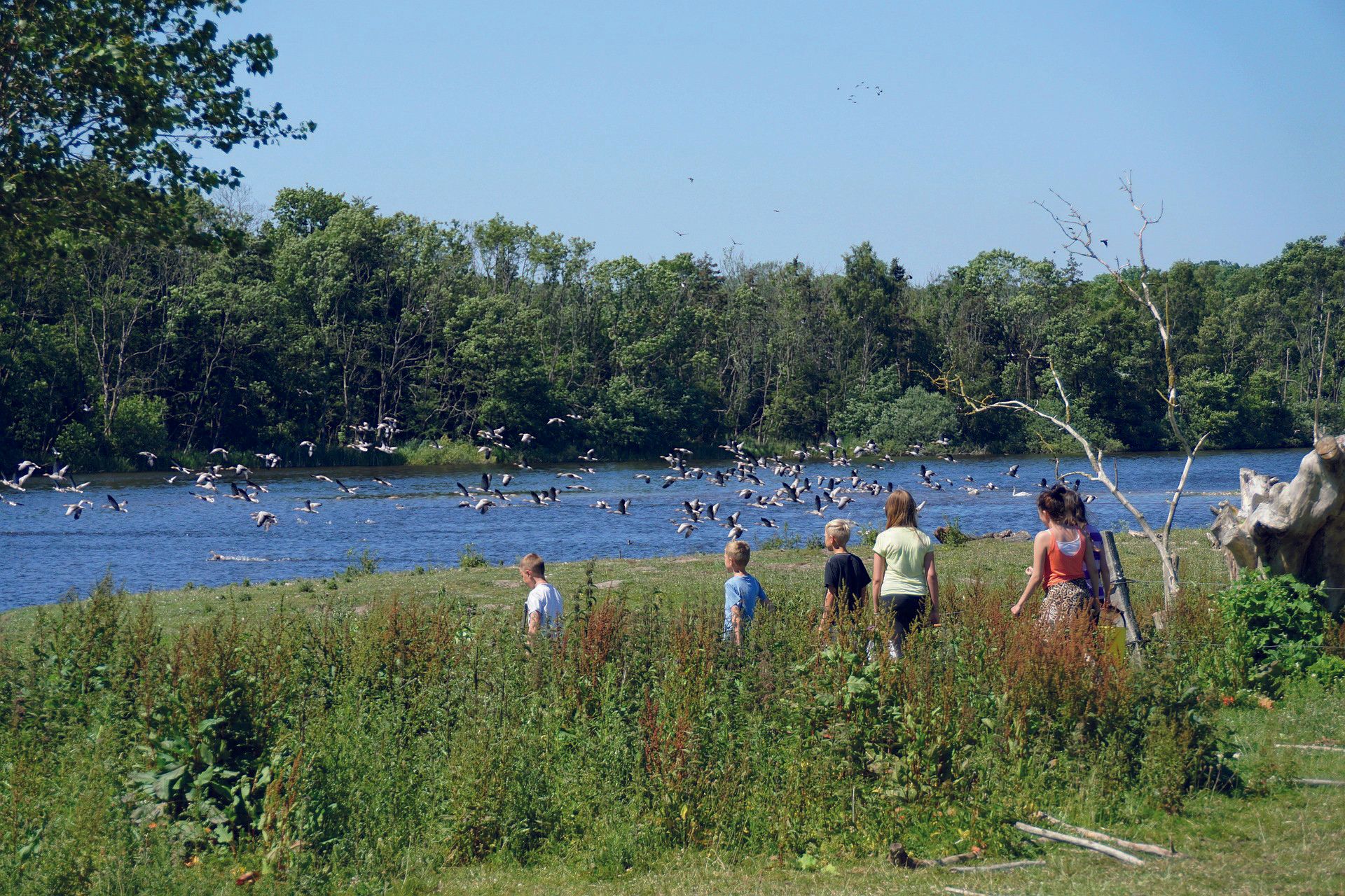 En gruppe mennesker kigger på en sø omgivet af træer