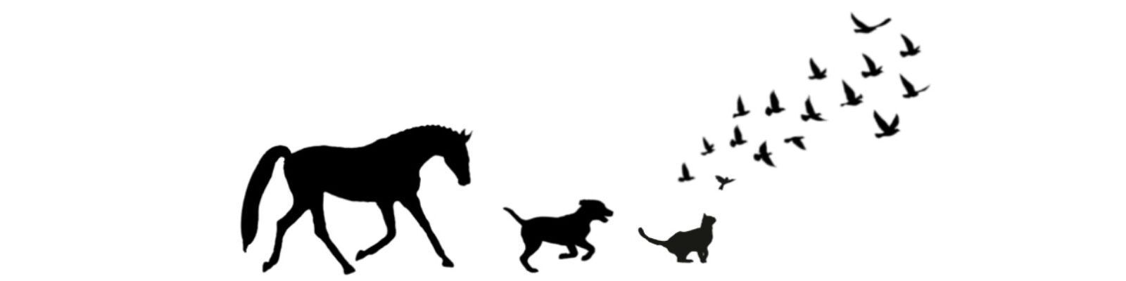 En hest, en hund og en kat står ved siden af ​​hinanden på en hvid baggrund.