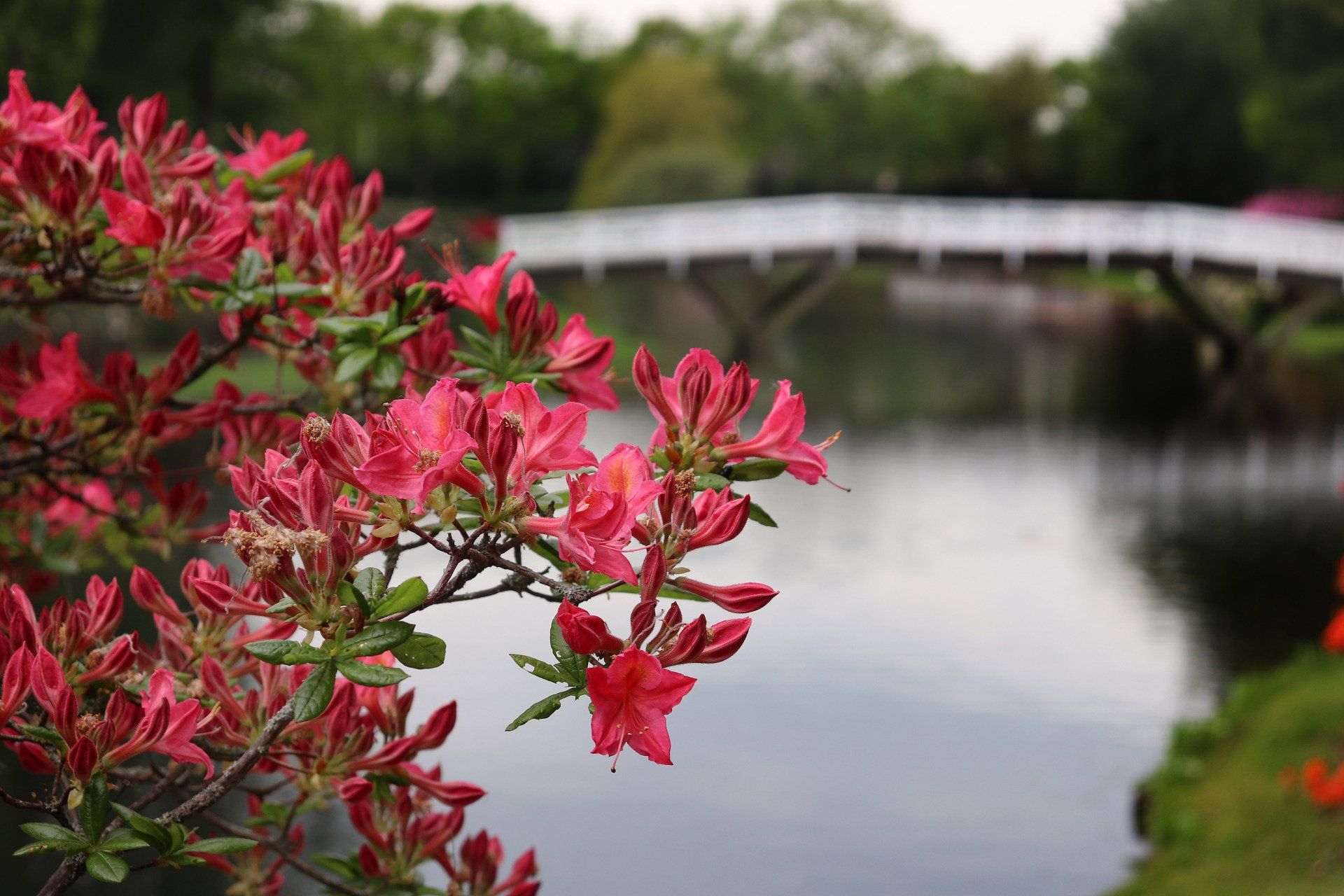 En trægren med røde blomster og en bro i baggrunden.