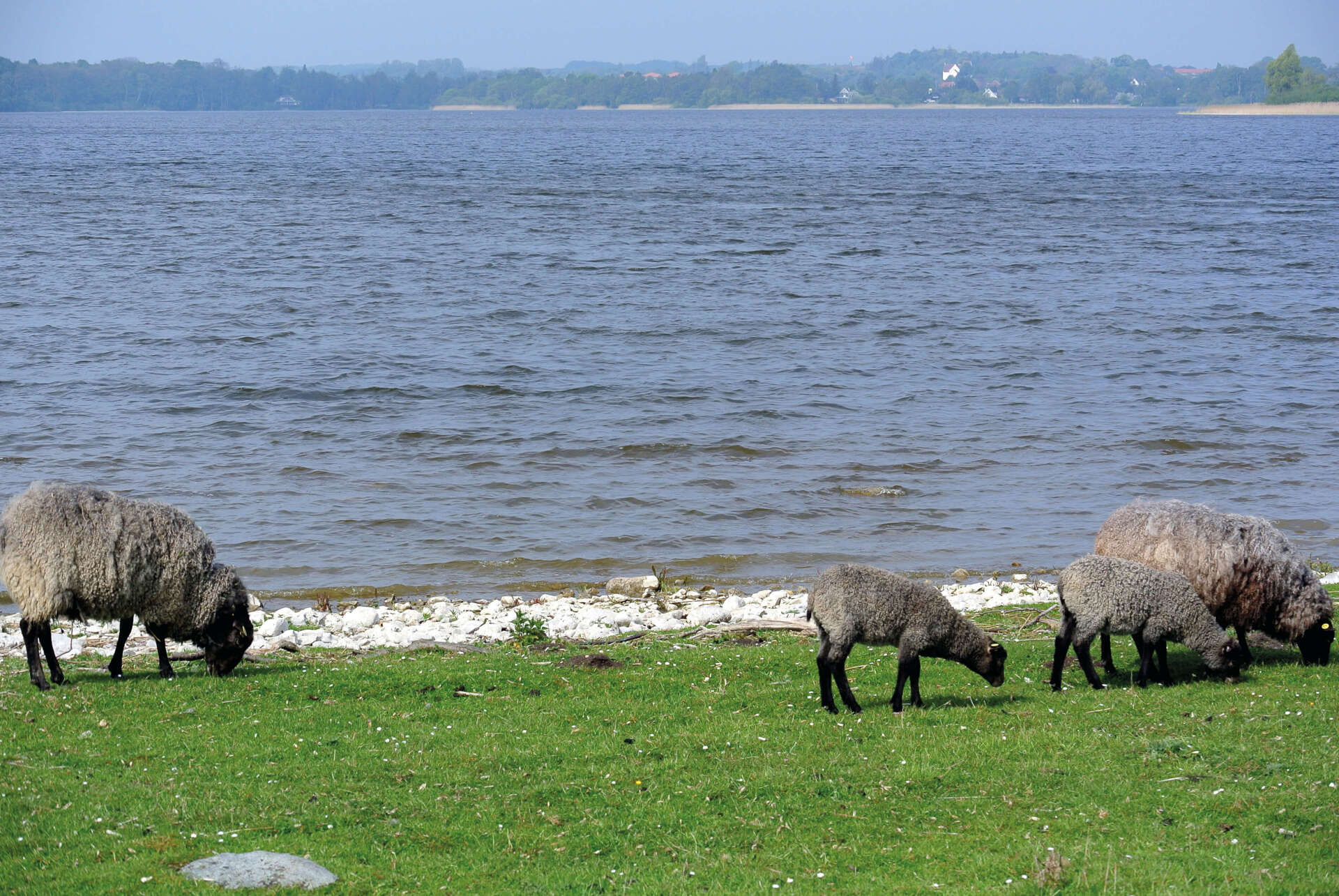 Tre får græsser på en græsmark nær en vandmasse.