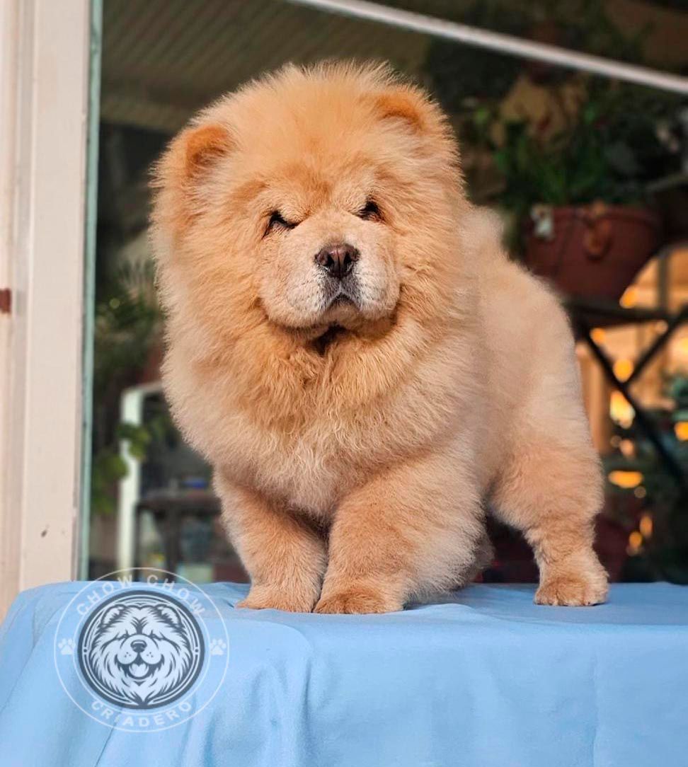 cachorro chow chow en venta