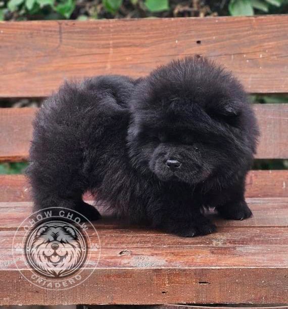 cachorro chow chow en venta