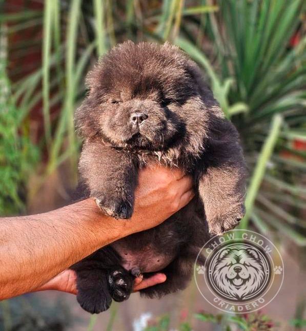 cachorro chow chow en venta