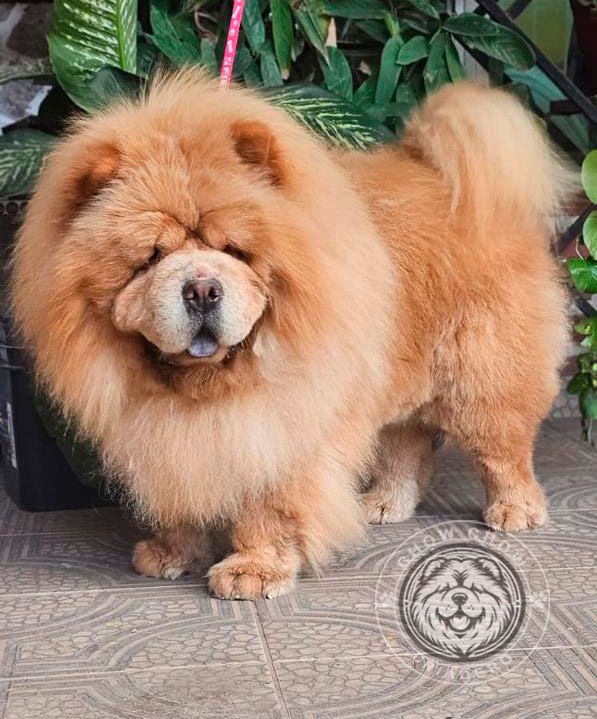 cachorro chow chow en venta