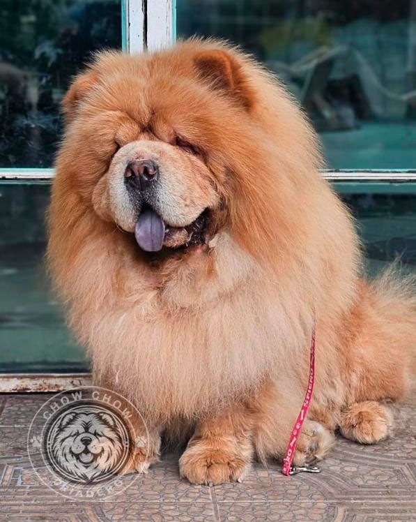 cachorro chow chow en venta