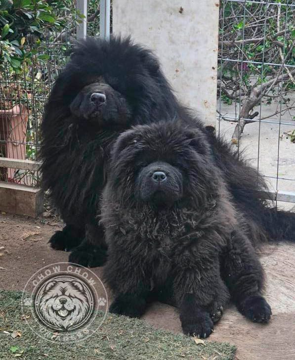 cachorro chow chow en venta