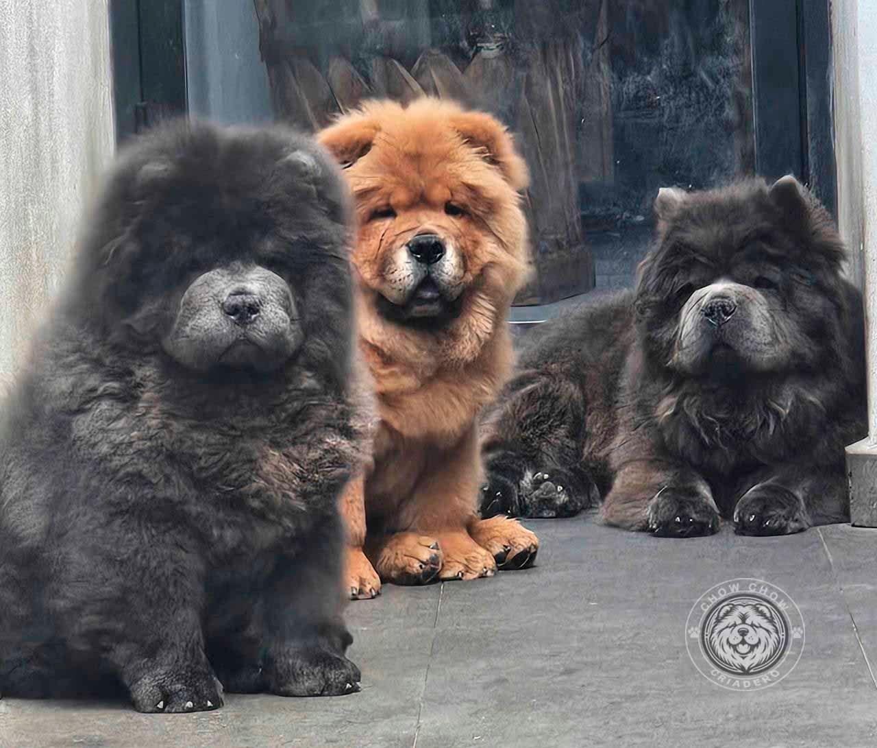 cachorro chow chow en venta
