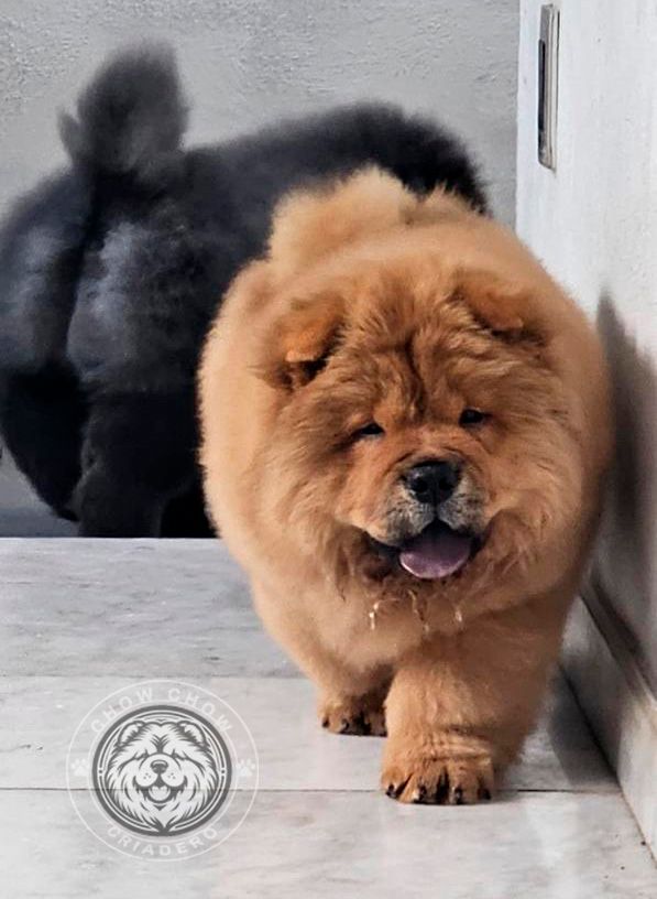cachorro chow chow en venta