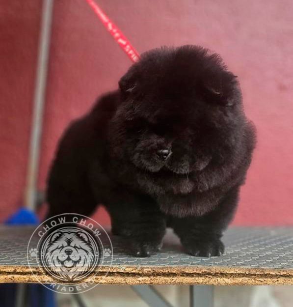 cachorro chow chow en venta