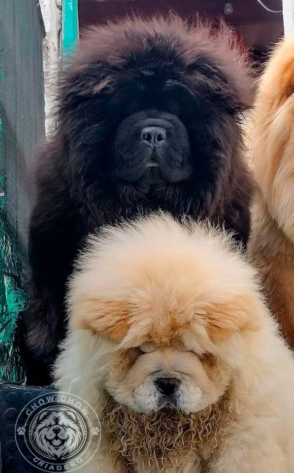cachorro chow chow en venta