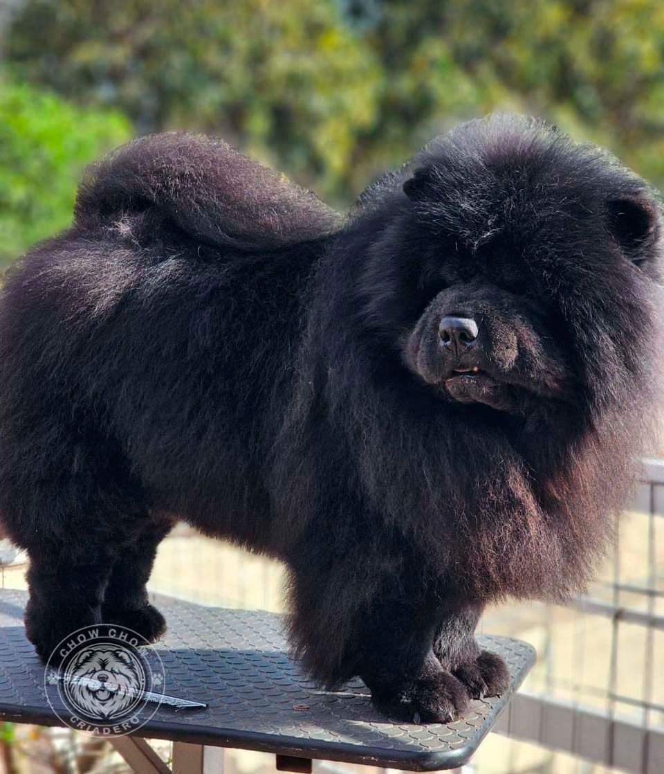 cachorro chow chow en venta