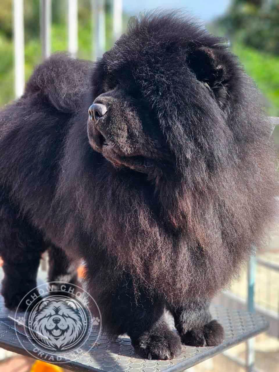 cachorro chow chow en venta