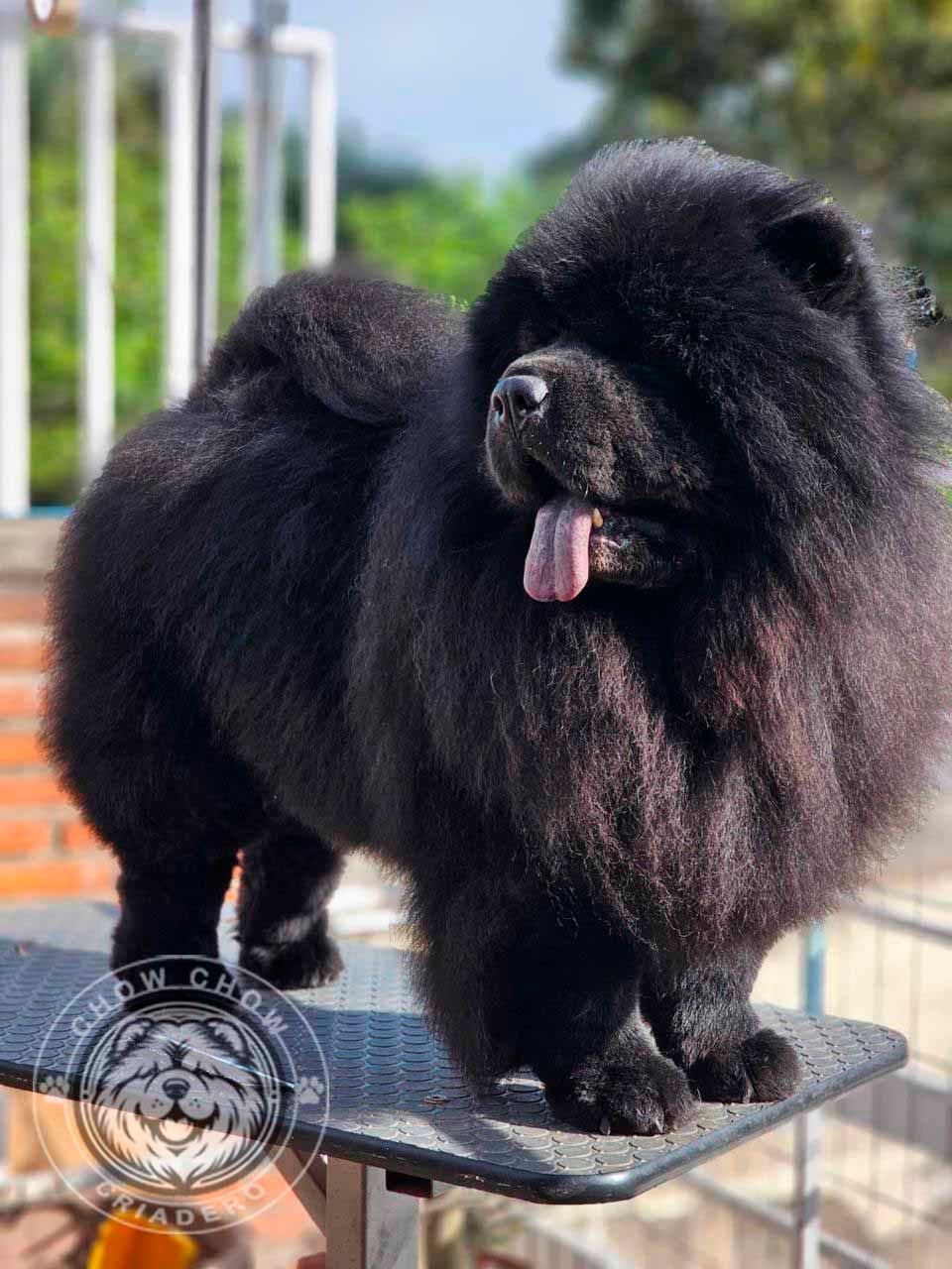 cachorro chow chow en venta