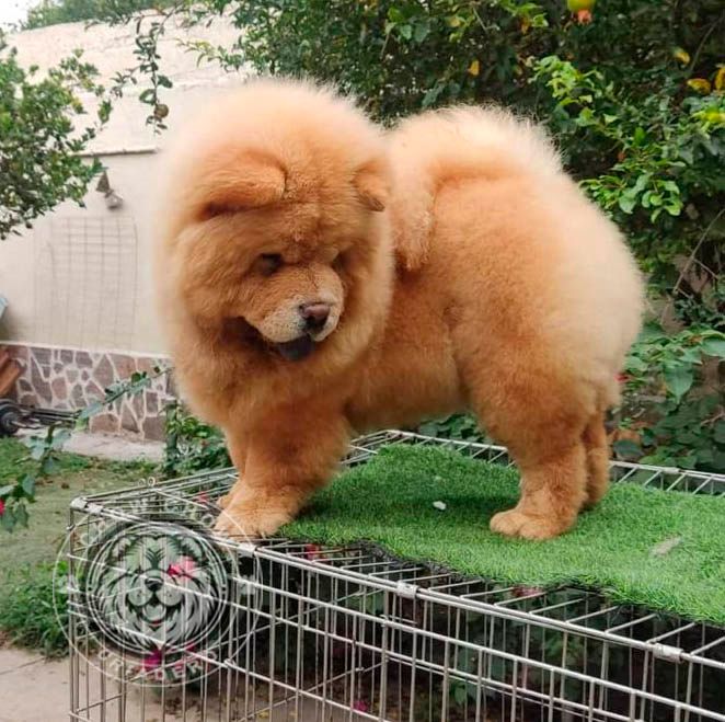 cachorro chow chow en venta