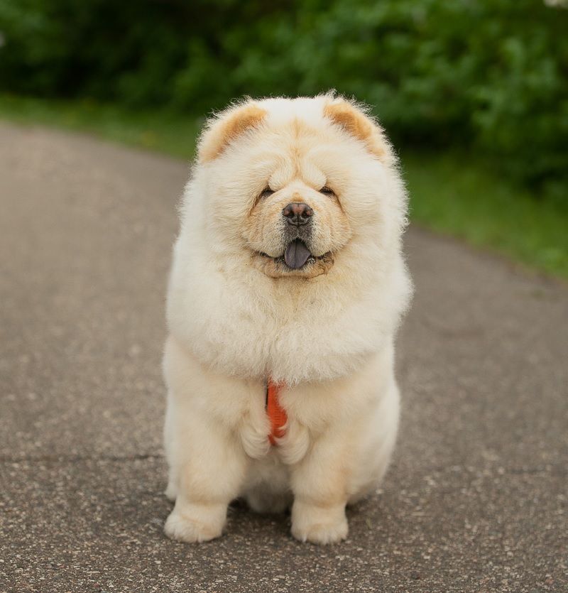 Chow Chow en Chilpancingo