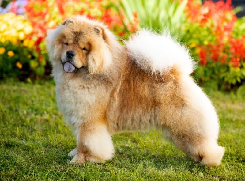 Chow Chow en venta