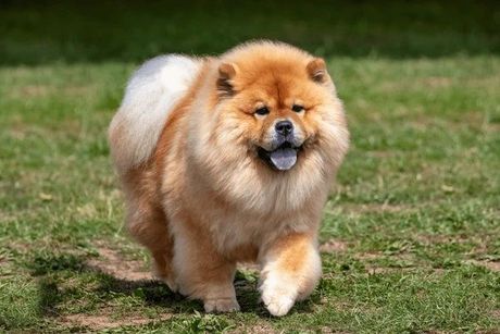 Chow Chow guadalajara