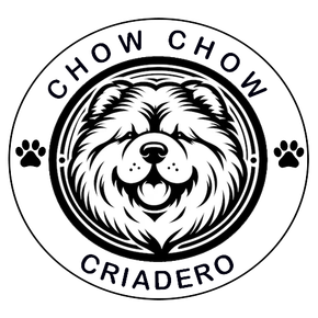 chow chow en venta