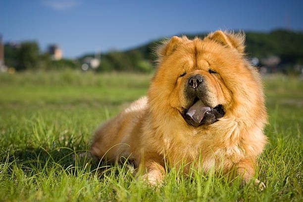 Criadero de Perros Chow Chow