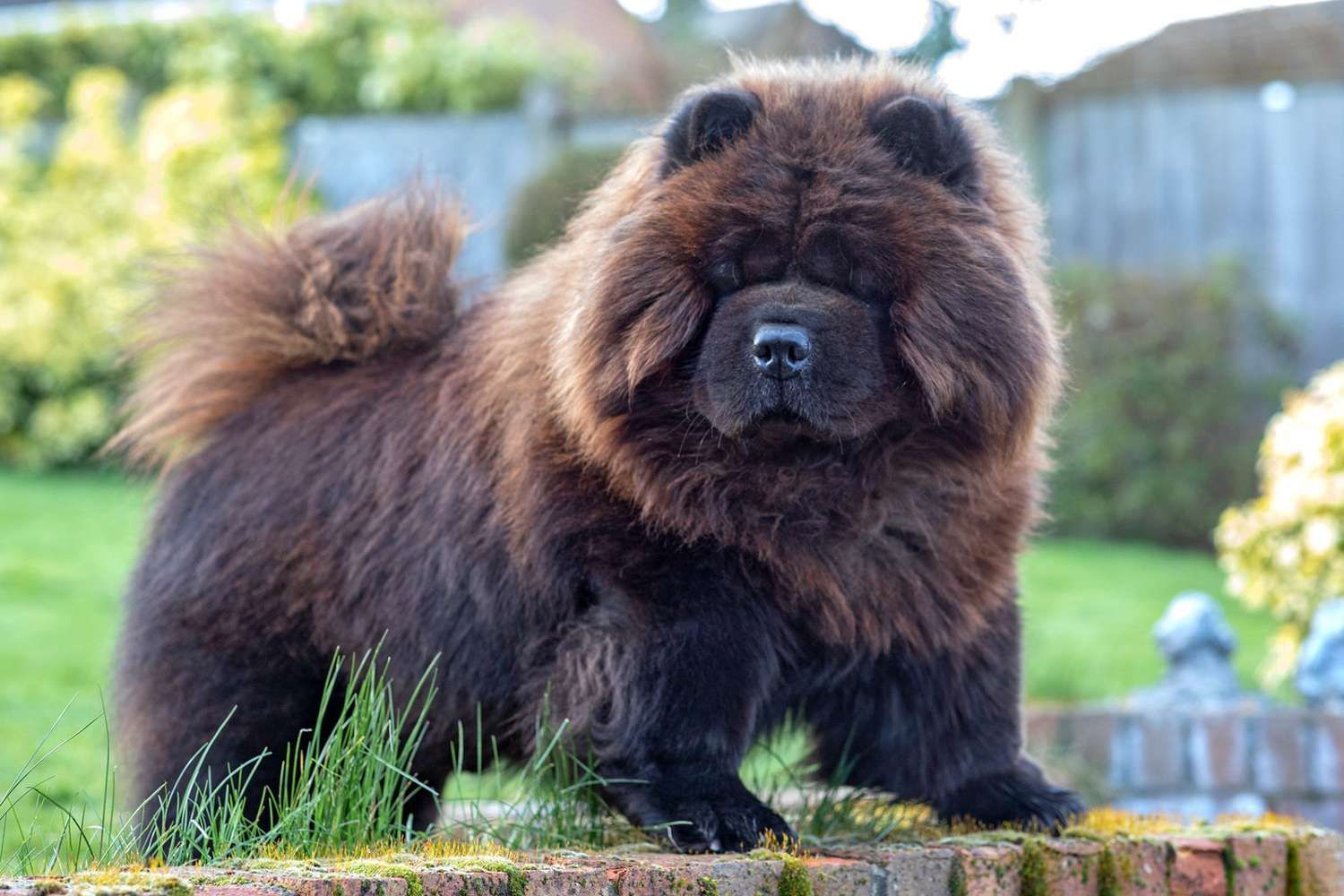 Criadero de Perros Chow Chow