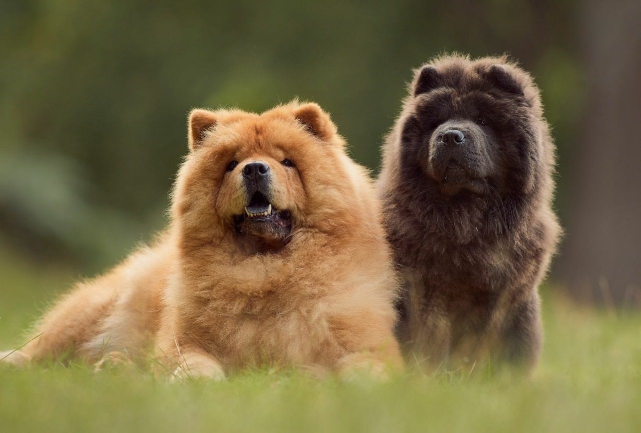 cachorro chow chow en venta