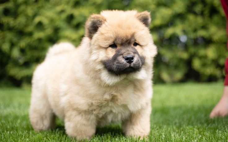 cachorro chow chow en venta