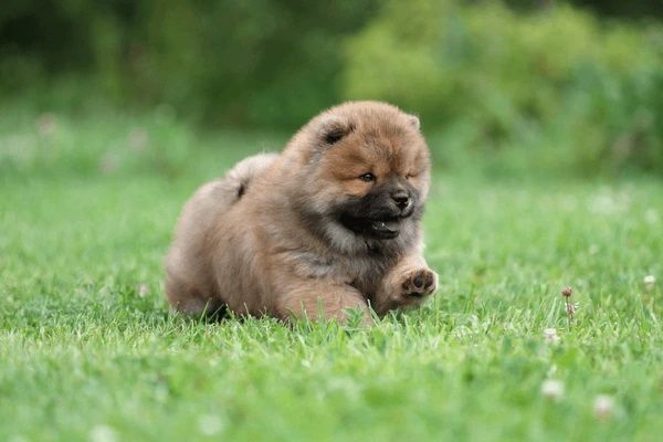 cachorro chow chow en venta