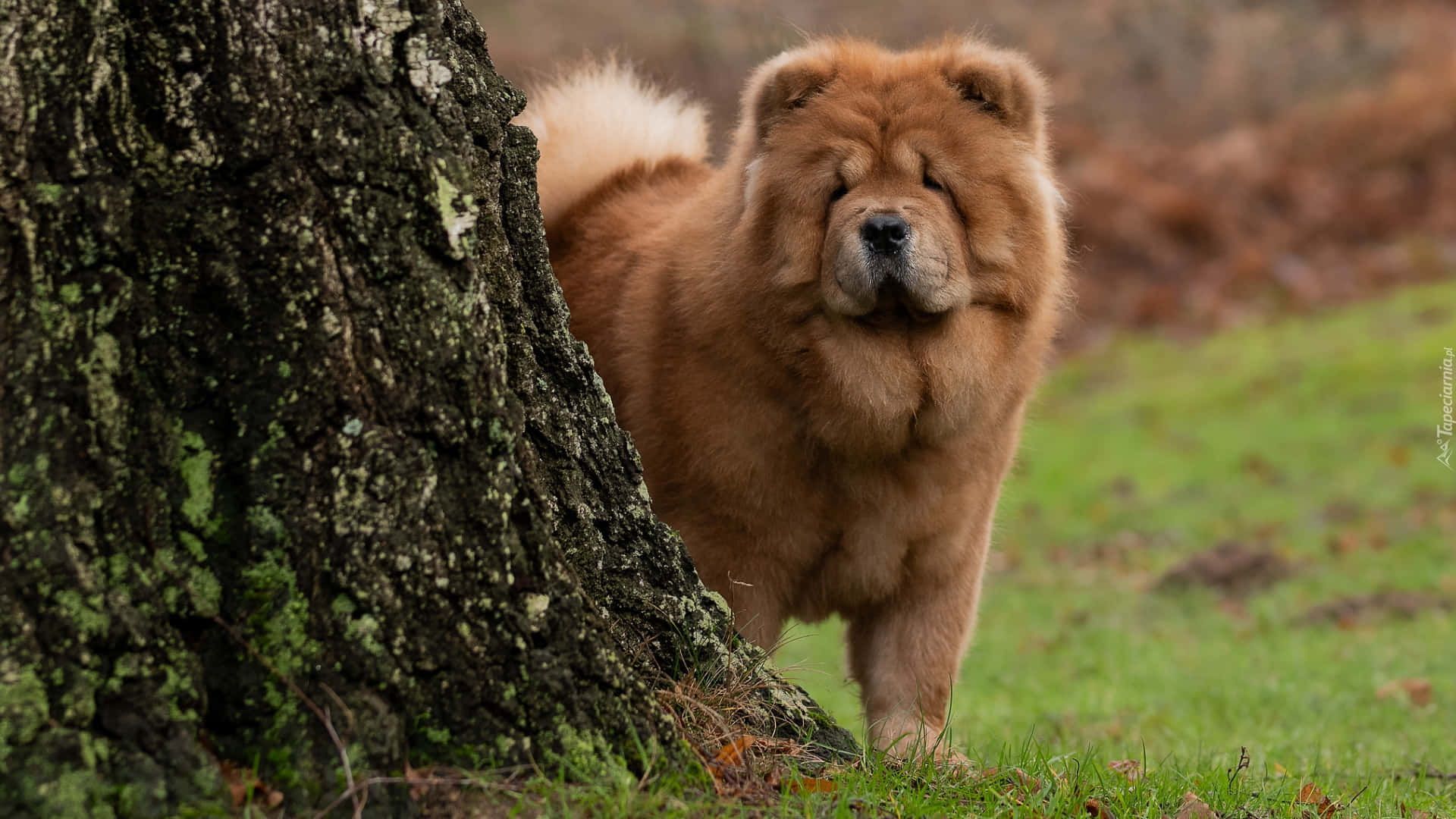 cachorro chow chow en venta