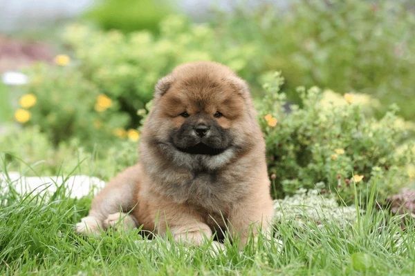cachorro chow chow en venta