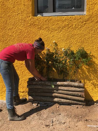 A woman is planting a tree in a wooden planter in front of a yellow wall.