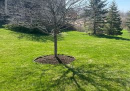 A bare tree casts a shadow on a sunny, green lawn. Mulch circles the tree's base.