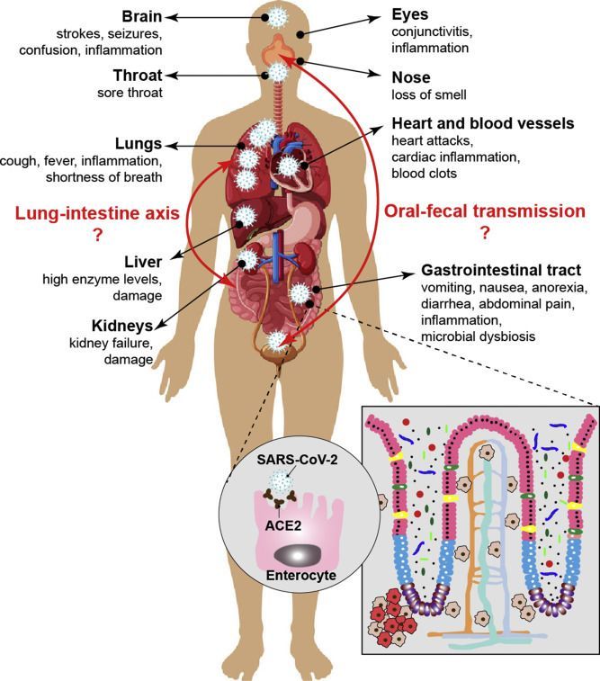 Diagram illustrating the effects of SARS-CoV-2 on various organs in the body, highlighting potential transmission routes.