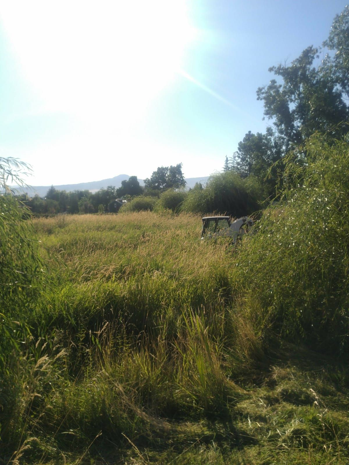 A Skid Steer is standing in a field of tall grass.