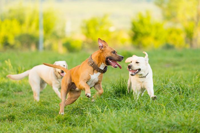 Dogs Playground | Marietta, GA | West Marietta & Webb Veterinary Clinics