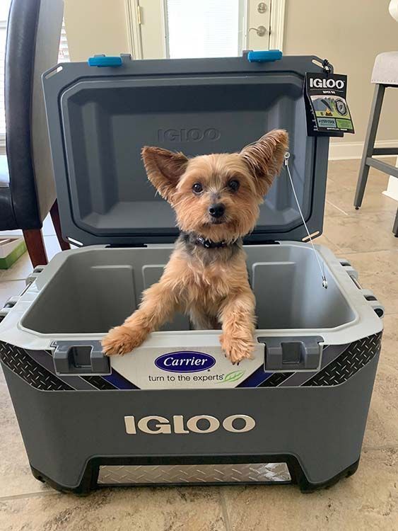 A tan and gray terrier-mix dog with large, perky ears sits inside an open, gray Igloo brand cooler on a tiled floor.