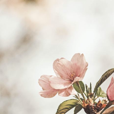 Eine Nahaufnahme einer rosa Blume mit grünen Blättern