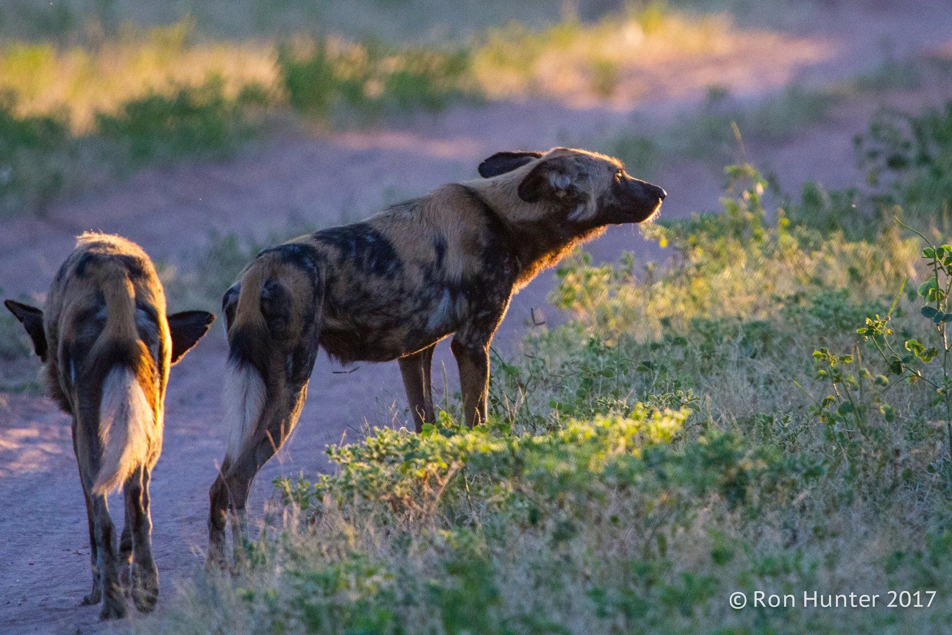 Wild Dogs, in the glow of the sunset