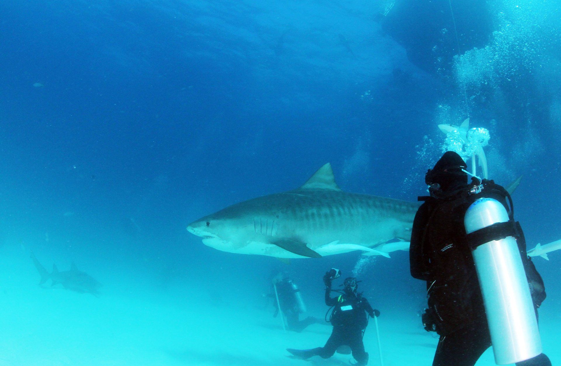 Tiger Shark swimming through divers