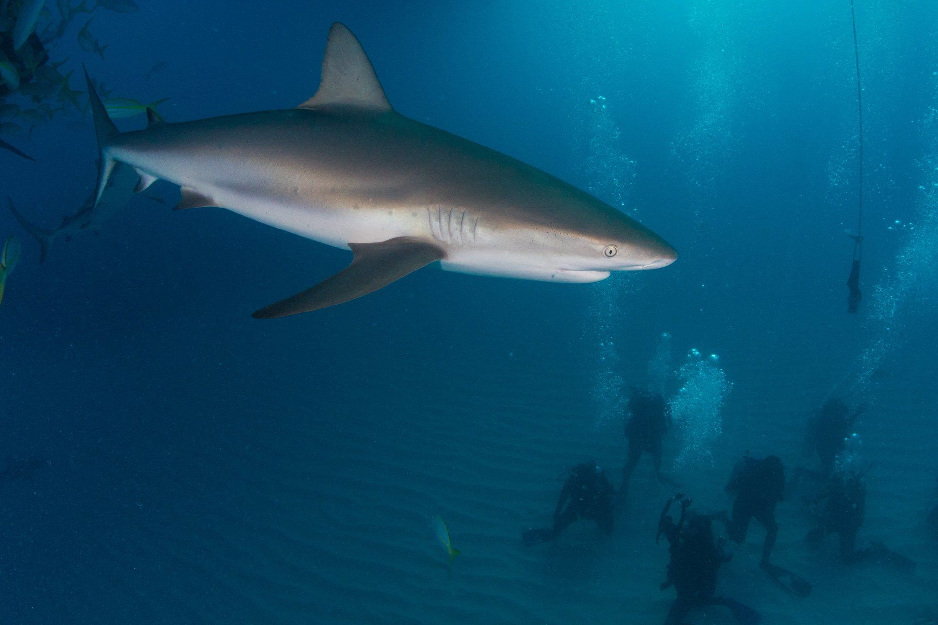 Shark close up, with divers below