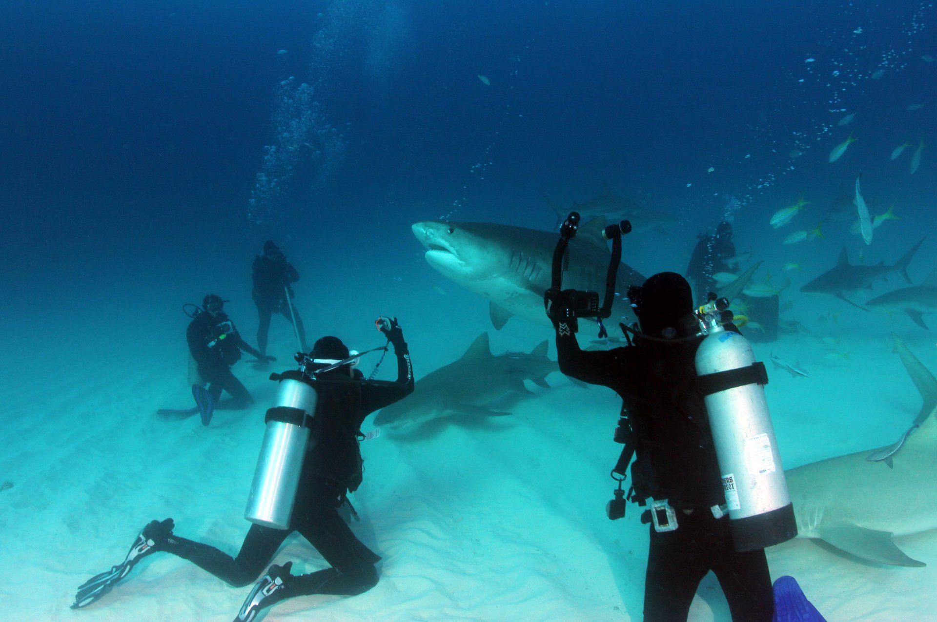 Divers in a circle with various sharks