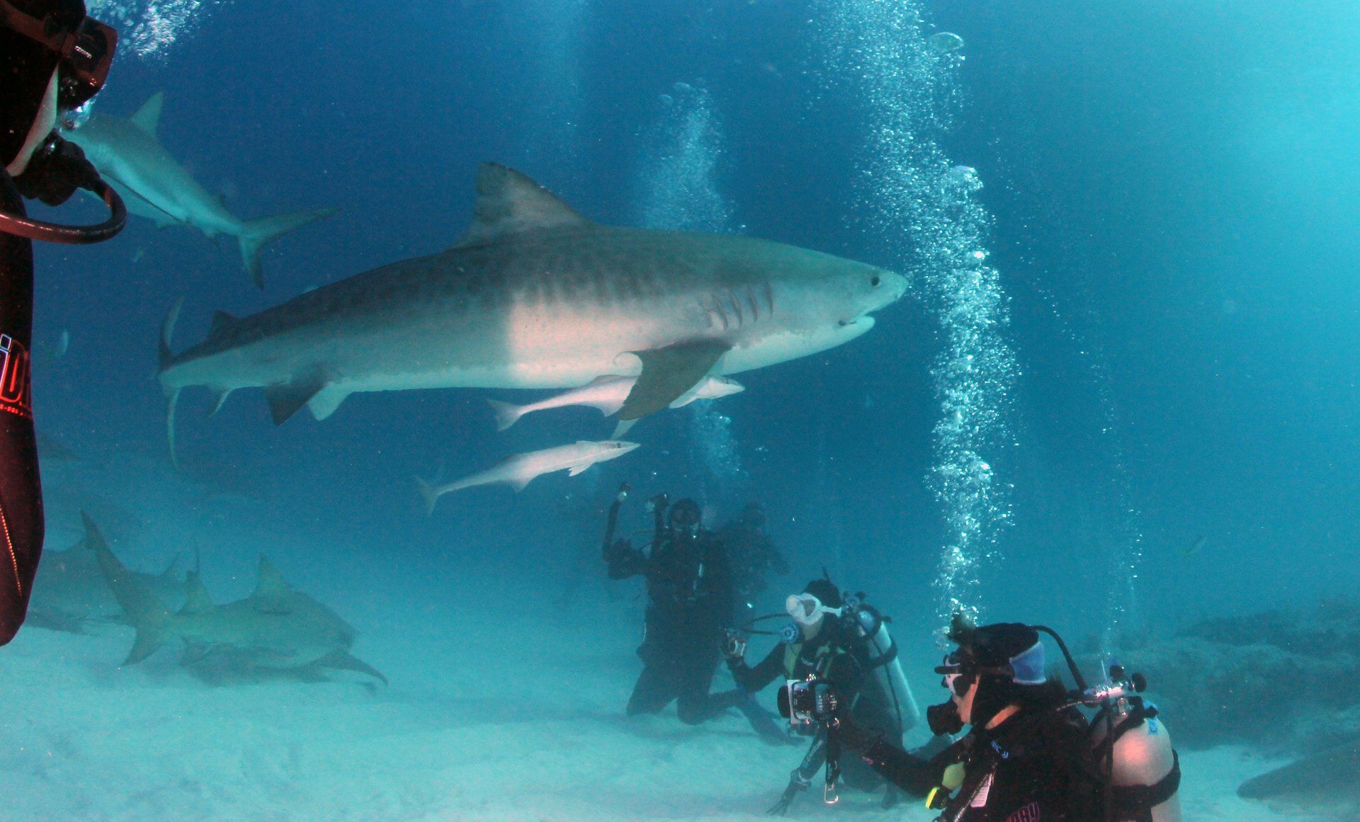 Tiger Shark swimming above divers
