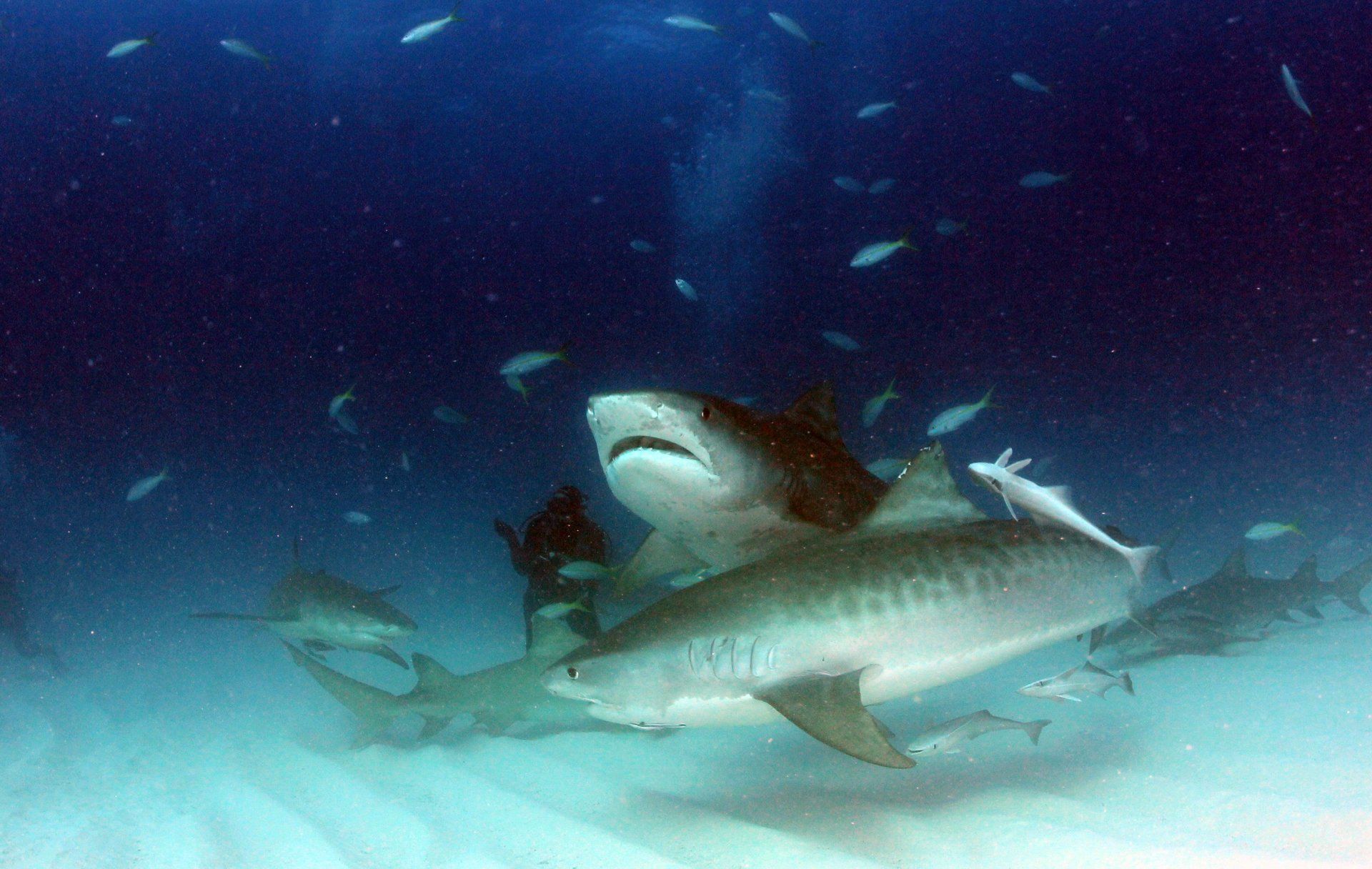 Tiger sharks swimming at the ocean floor