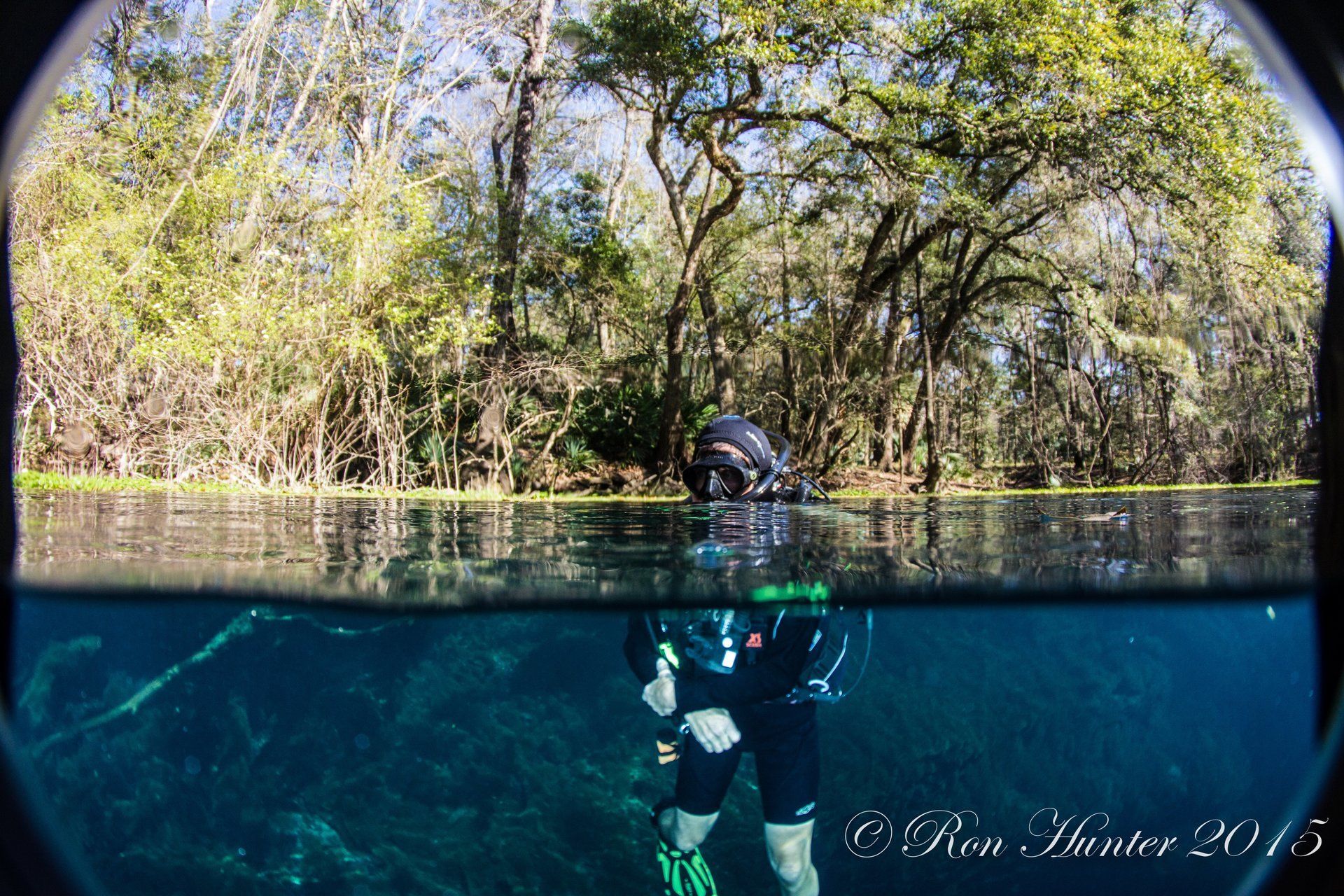Split lens photo, diver in the centre surrounded by mangroves